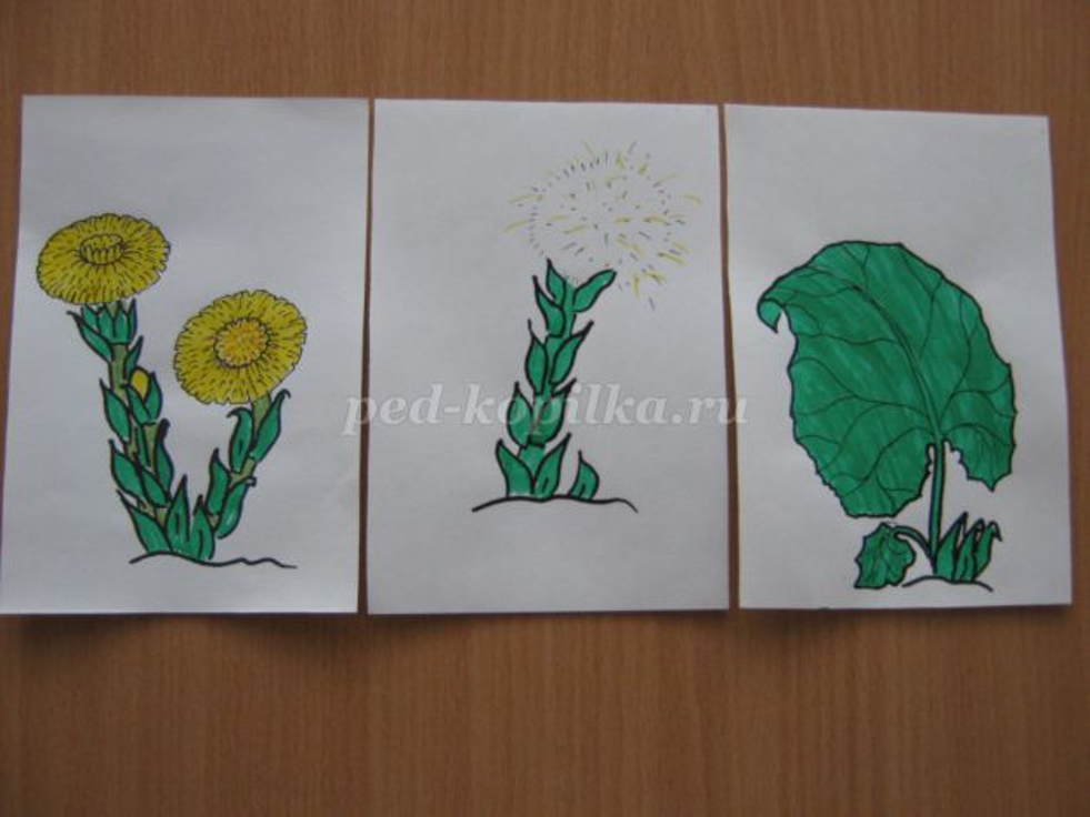 Аппликация мать и мачеха. Рисование лекарственные растения в старшей группе. Аппликация лекарственные растения. Рисование цветы в подготовительной группе. Рисование первоцветы в подготовительной группе.